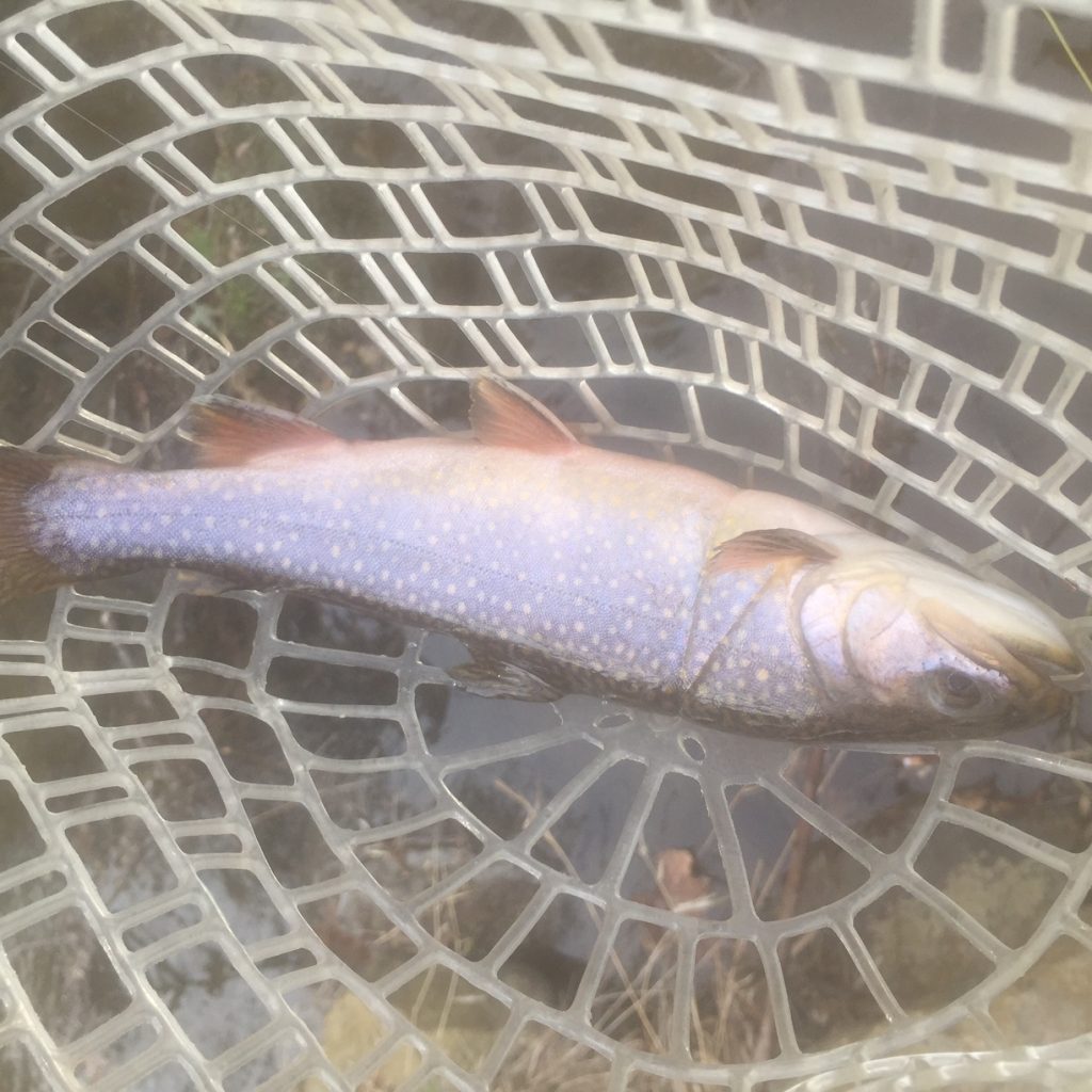 First trout!